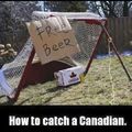 As a Canadian I can confirm I'd fall for this trap