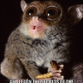 Tarsiers are endangered and each eye is the size of their brain
