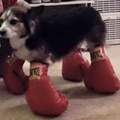 Um boxer