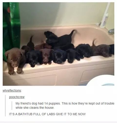 PUPPY TUB! - meme