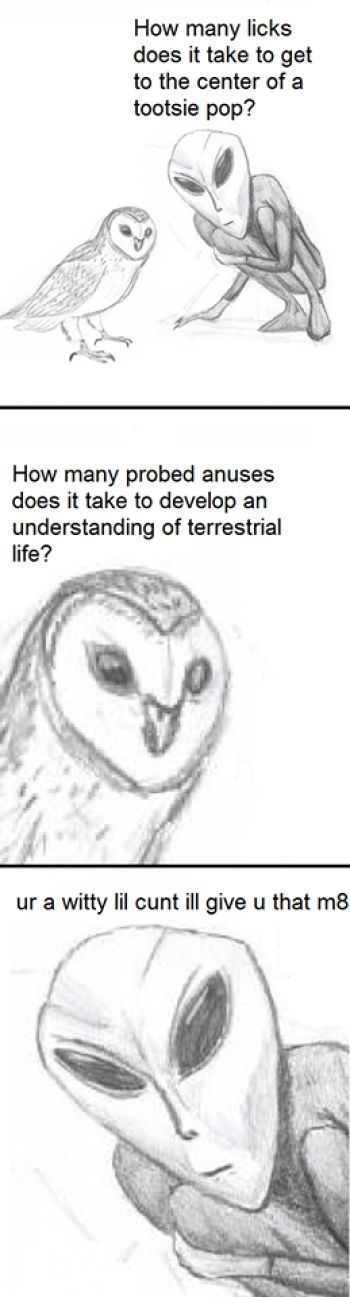 Witty lil owl - meme