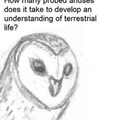 Witty lil owl