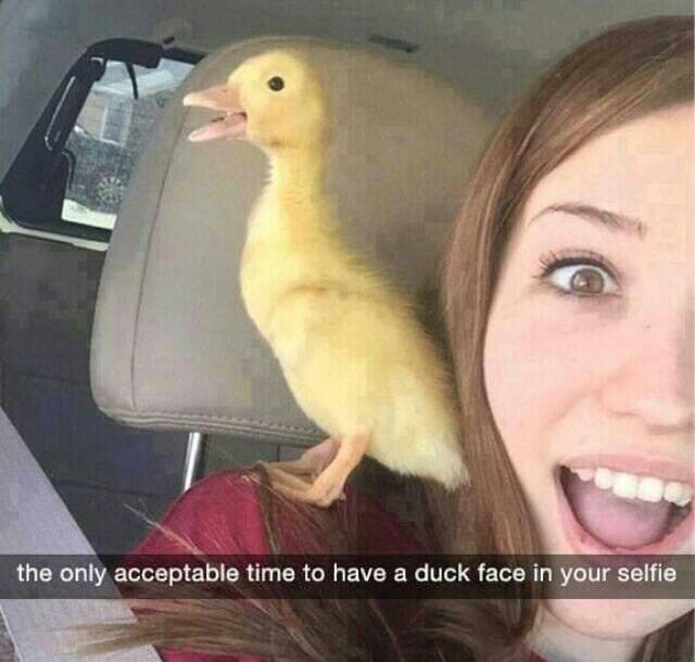 Duck is love - meme