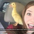 Duck is love