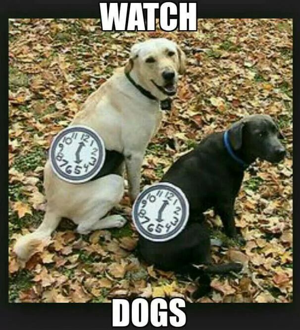 Watch Dogs- Dogs Edition - meme