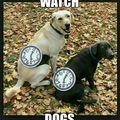 Watch Dogs- Dogs Edition