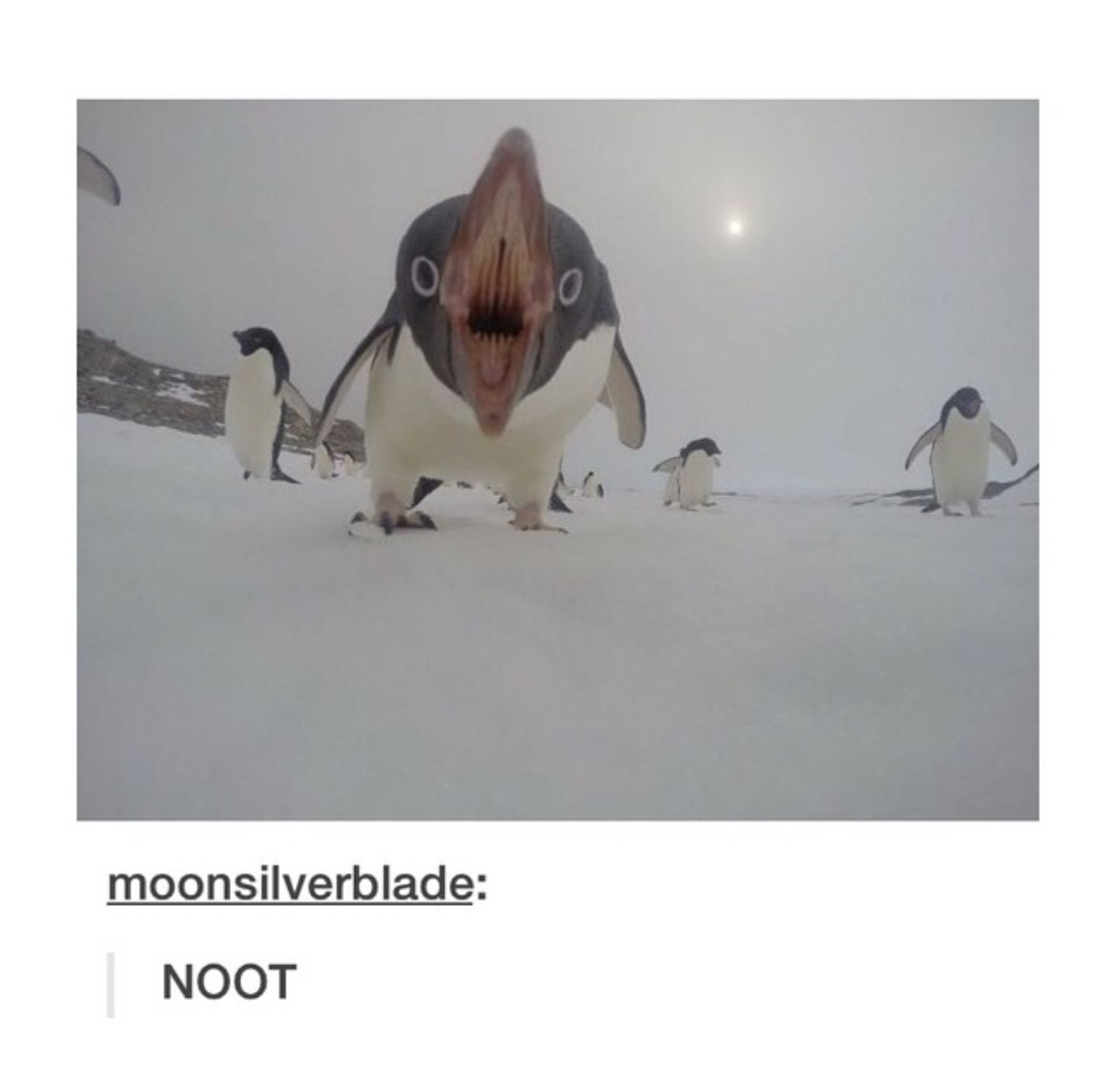 Penguiny - meme