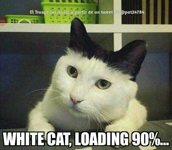 Chargement du chat blanc a 90%, ou chargement du chat noir a 10% ? - meme
