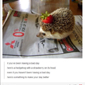 Strawberry hedgehog :3
