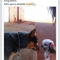 Um cachorro que tem facebook '-' Desisto da humanidade