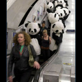 Pandaman al rescate