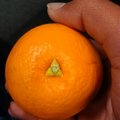Legend of Orange(orange triforce)