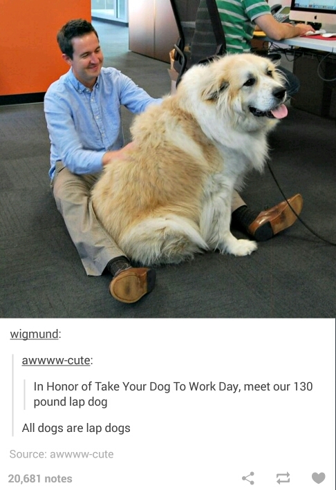 130 Pound Lap Dog - Meme by HaiLjesus :) Memedroid