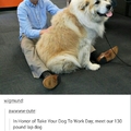 130 Pound Lap Dog
