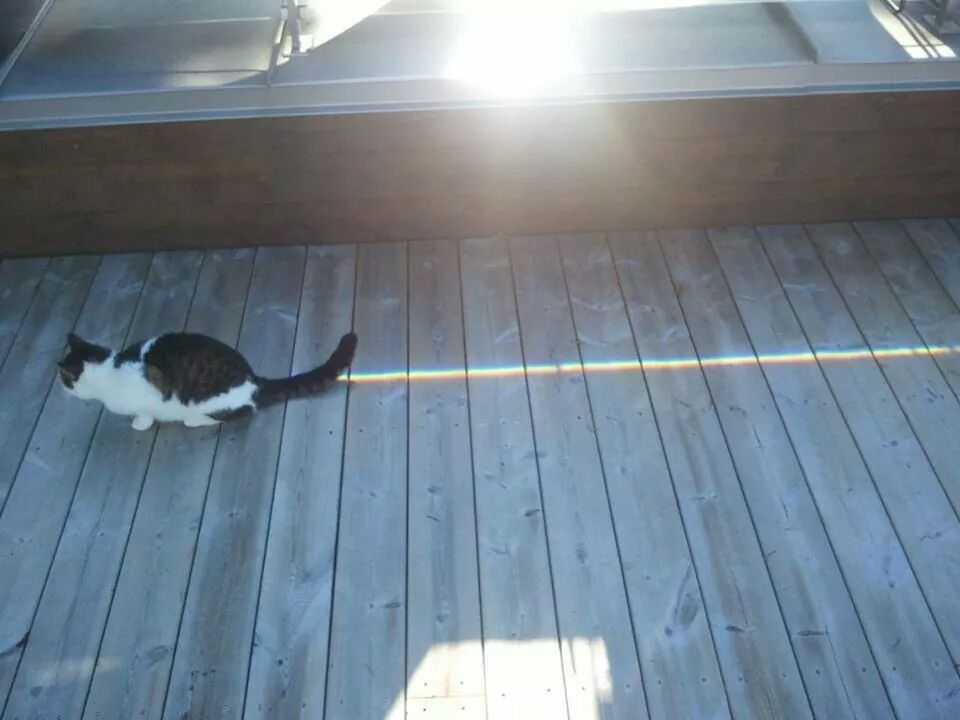 Nyan cat X'D - meme