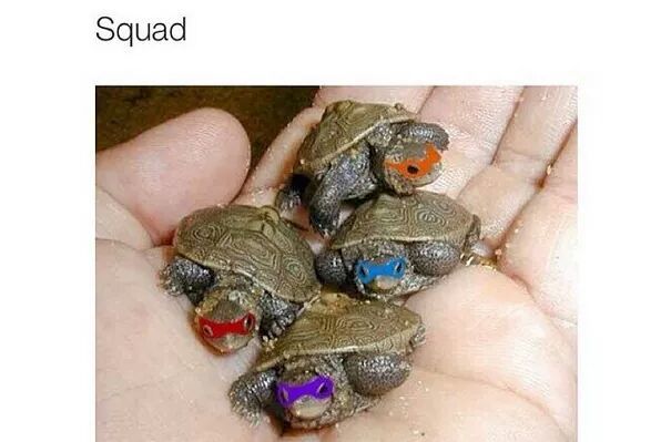 Real ninja turtles - meme