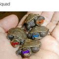 Real ninja turtles