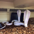 Two Albinos Snakes are Very Surprised