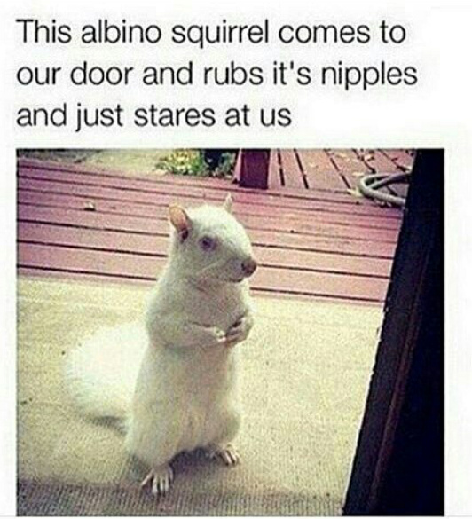 Albino Squirrel - meme