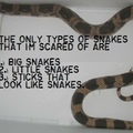 I'm not actually not afraid of snakes
