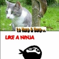 Le ninja