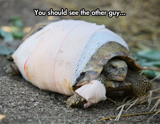 Badass turtle is badass - meme