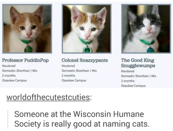Cat naming - meme