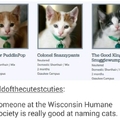 Cat naming