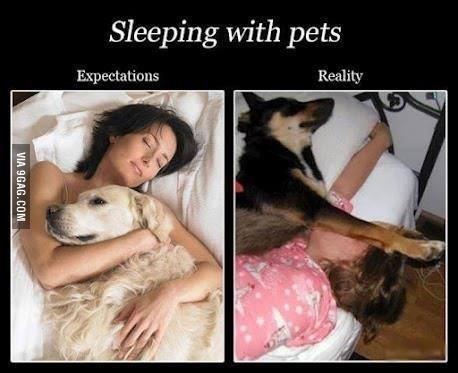 Sleeping with the pets - meme