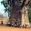 This is a Tree of Life and it is the largest of its kind