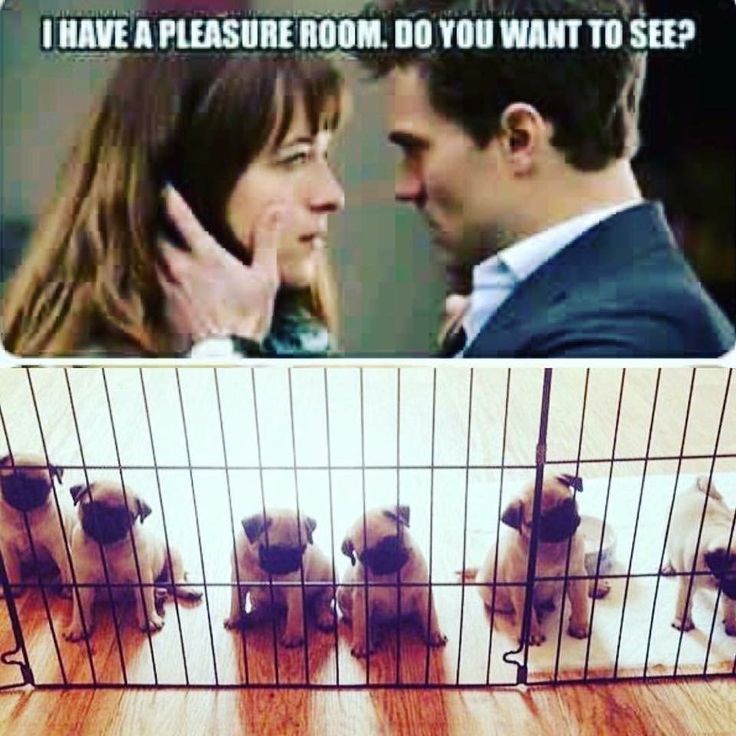 pugs are paradise - meme