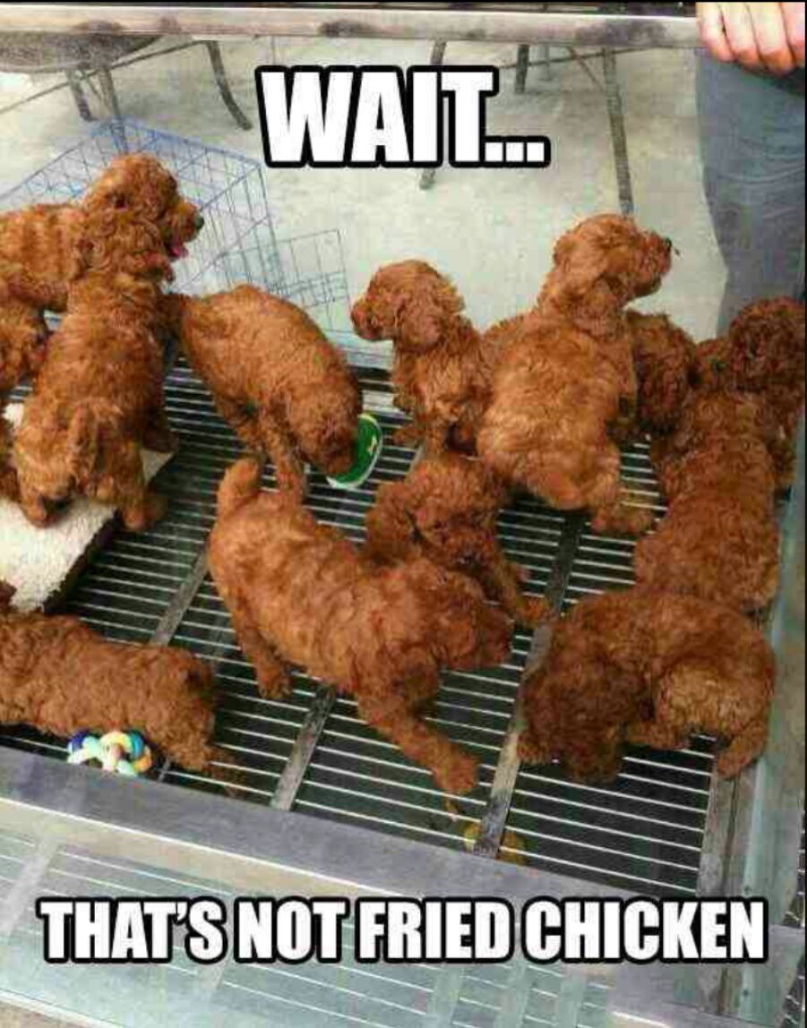 who wants a piece of fryed chi..........................oh so your telling me thats not chicken - meme