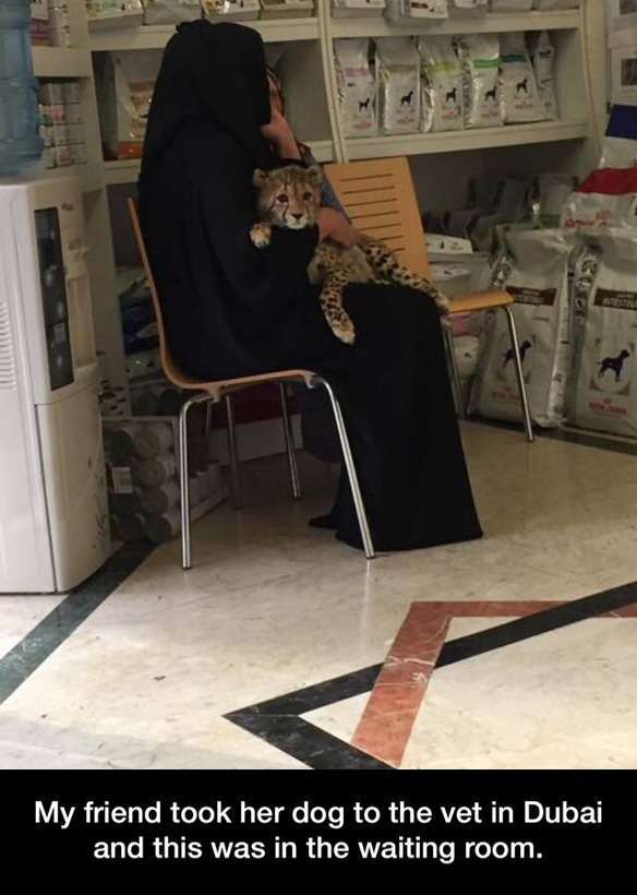 Dubai waiting room - meme