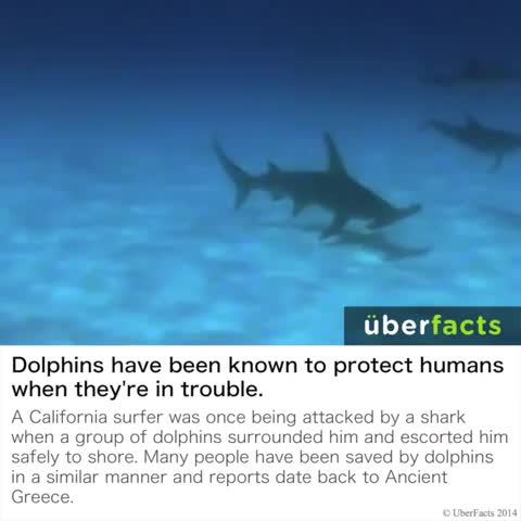 IM ADDING TO THE SAVE THE DOLPHIN POST!! NOW SAVE THE GOD DAMN DOLPHINS!! - meme