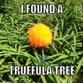 TRUFFULA TREE