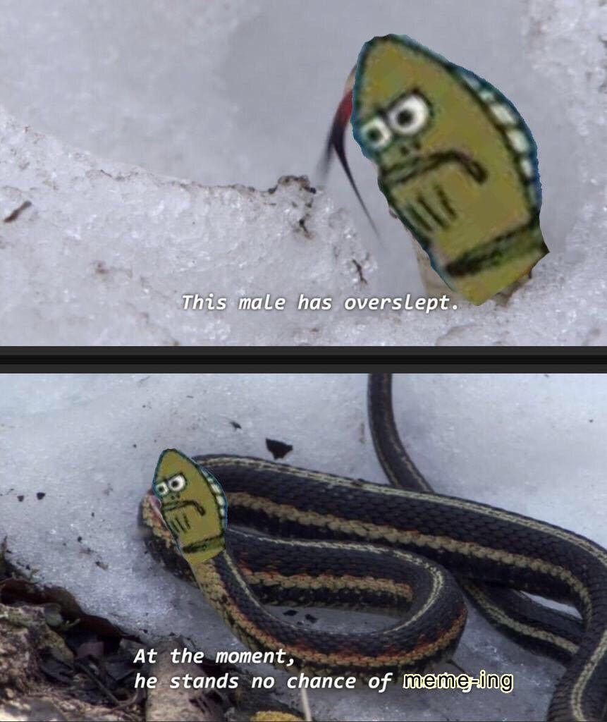 Forest Moon of Endor or Jundland Wastes - meme