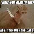 Fat kat