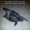 Beware of turtle