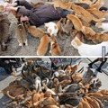 Cat overload
