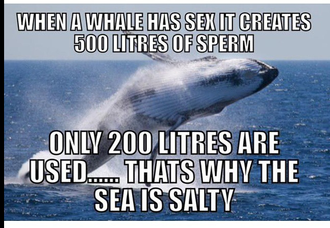 :-) whale shiet - meme