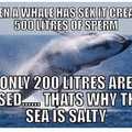 :-) whale shiet