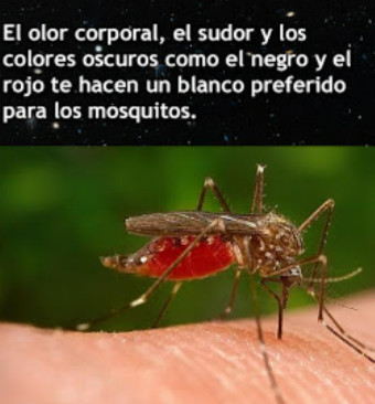 Mosquitos - meme