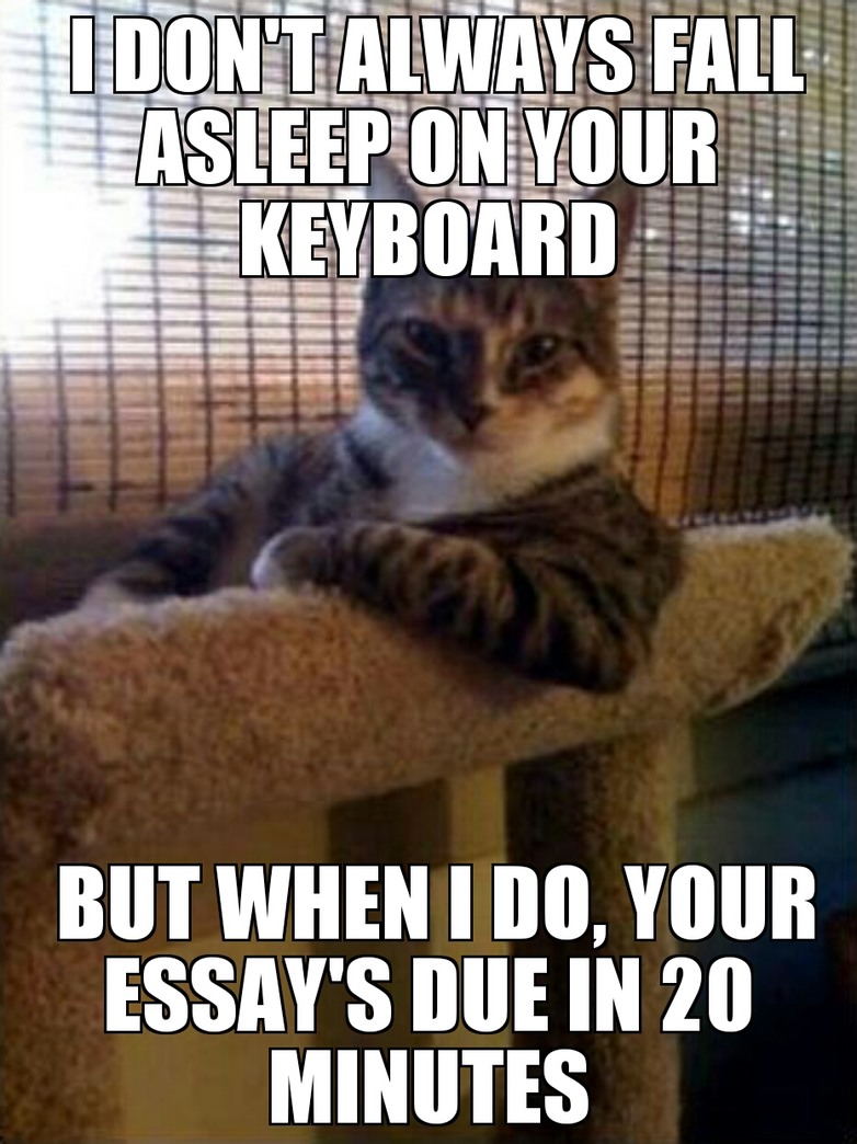 The Most Interesting Cat in the World - meme