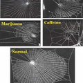 The effect that various drugs have on the web building abilities of the common garden spider.