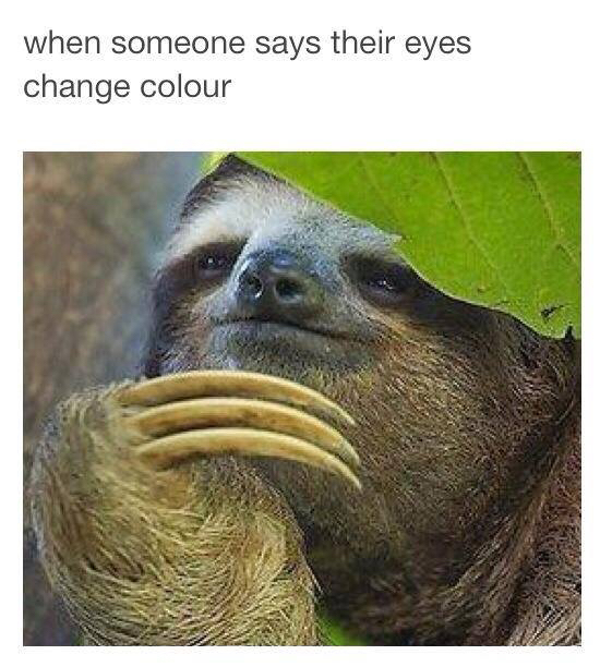 Sloths - meme