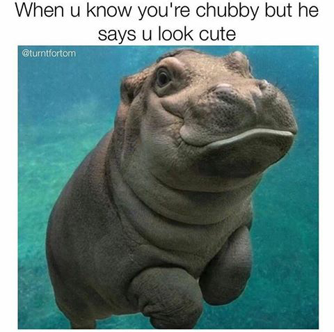 Fat ass Hippo - meme