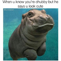Fat ass Hippo