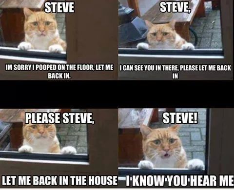 Steve please - meme
