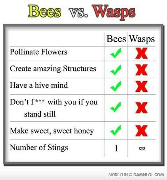 Bees bs wasps - meme