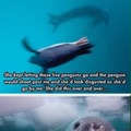 Good Guy Leopard Seal